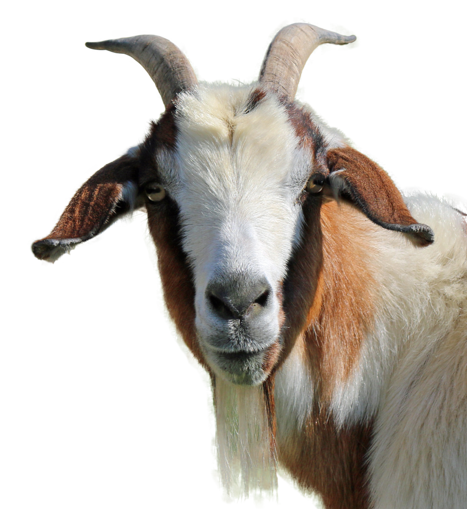 East African Goat